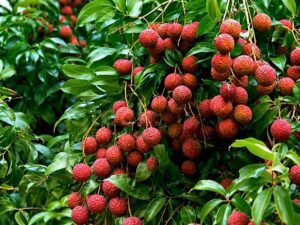litchi ki kheti se jyada munafa kamane ka asaan tarika