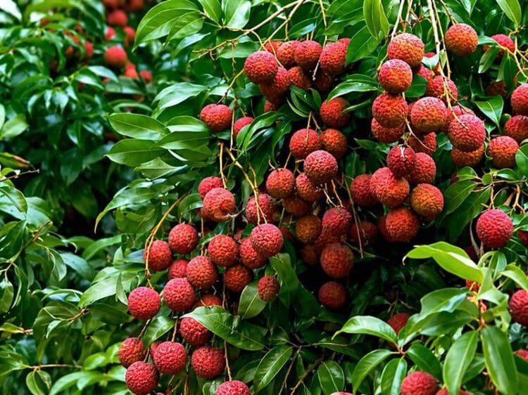 litchi ki kheti se jyada munafa kamane ka asaan tarika