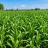 Hydroponic maize fodder for cows showing growth and nutrition benefits
