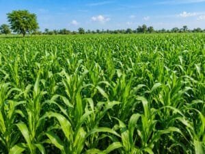 Hydroponic maize fodder for cows showing growth and nutrition benefits
