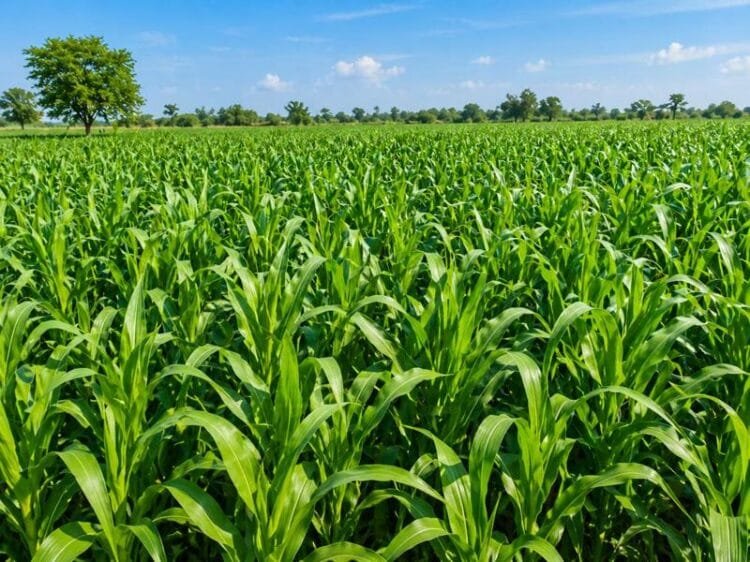 Hydroponic maize fodder for cows showing growth and nutrition benefits