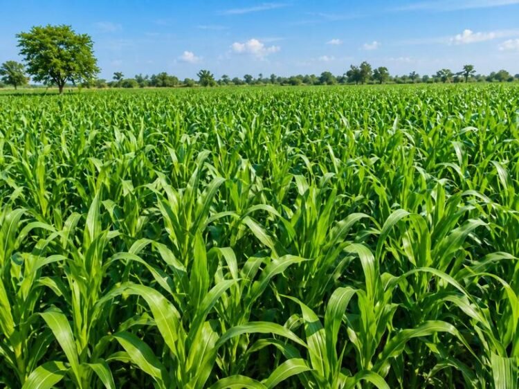 makka chara ki kheti ka tarika aur high yield farming tips