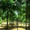 Malabar Neem farming plantation with fast-growing Melia Dubia trees for high profit timber production