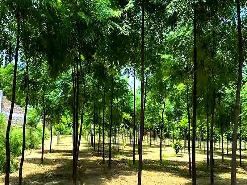 Malabar Neem farming plantation with fast-growing Melia Dubia trees for high profit timber production