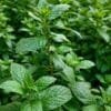 Mint farming field with healthy green pudina crop ready for harvest