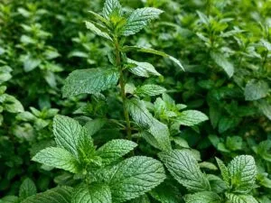 Mint farming field with healthy green pudina crop ready for harvest