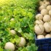 Muskmelon farming field in India with healthy crop growth