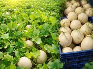 Muskmelon farming field in India with healthy crop growth
