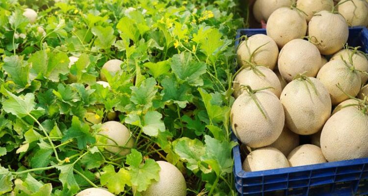 Muskmelon farming field in India with healthy crop growth