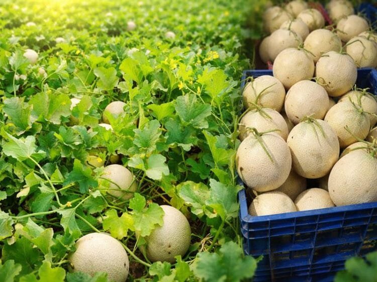 Muskmelon farming field in India with healthy crop growth