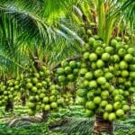 Nariyal ki kheti kaise karen aur coconut farming India guide