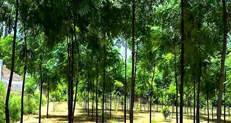 Neem ki kheti aur Malabar neem farming ka sahi tarika aur profit guide