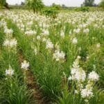 rajnigandha ki kheti ka field tuberose farming india flowers