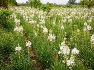 rajnigandha ki kheti ka field tuberose farming india flowers