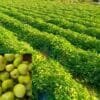 Healthy round gourd crop growing in Indian farm field