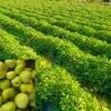 Healthy round gourd crop growing in Indian farm field