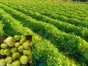 Healthy round gourd crop growing in Indian farm field