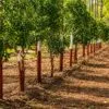 Sandalwood farming for high profit in India with low investment