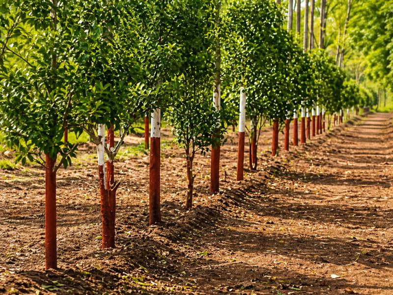 Sandalwood farming for high profit in India with low investment
