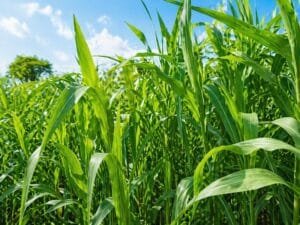 Healthy sorghum green fodder crop growing in agricultural field
