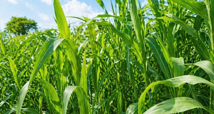 Healthy sorghum green fodder crop growing in agricultural field