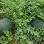 khet me uga hua bada hybrid tarbooj paudha ke sath