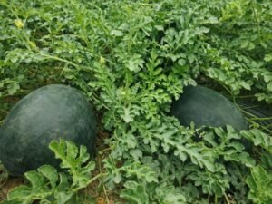 khet me uga hua bada hybrid tarbooj paudha ke sath