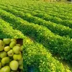 tinda ki kheti ka sahi tarika aur best time farming guide India