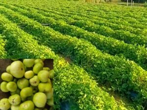 tinda ki kheti ka sahi tarika aur best time farming guide India