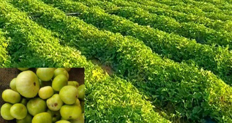 tinda ki kheti ka sahi tarika aur best time farming guide India