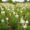 Healthy tuberose flowers field in India for commercial farming