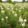 Healthy tuberose flowers field in India for commercial farming