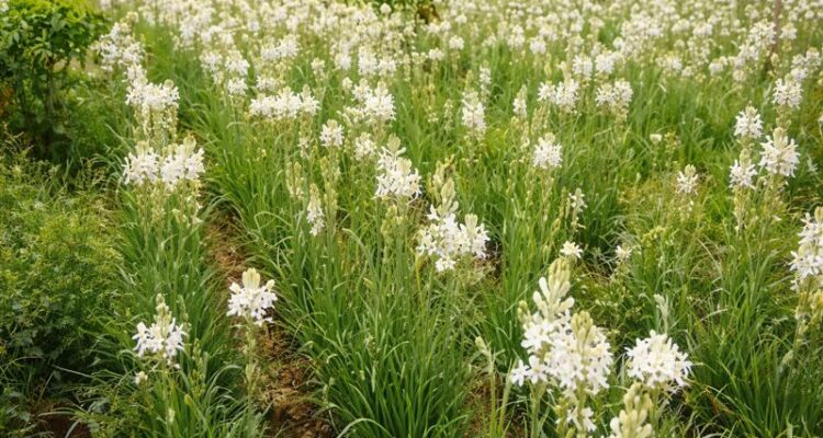 Healthy tuberose flowers field in India for commercial farming
