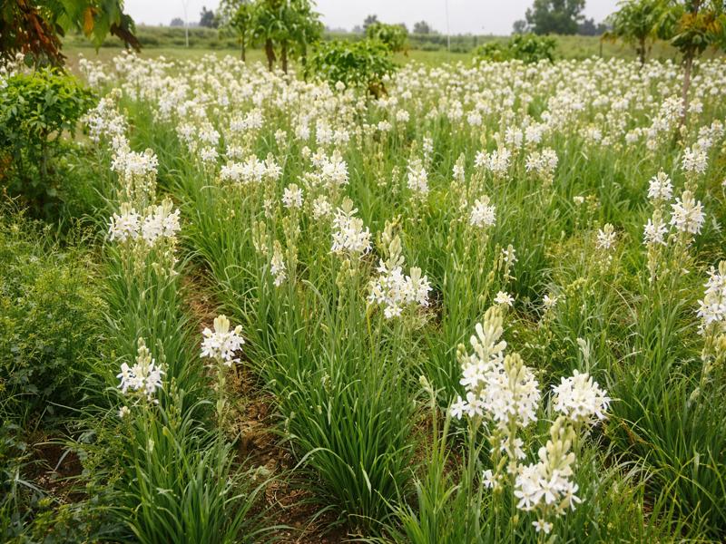 Healthy tuberose flowers field in India for commercial farming