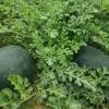 Watermelon farming field in India with ripe fruits ready for harvest