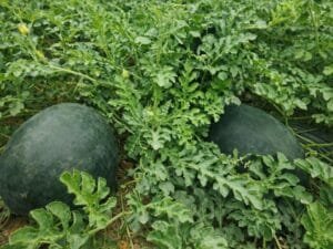 Watermelon farming field in India with ripe fruits ready for harvest