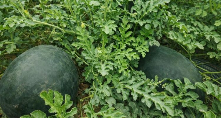Watermelon farming field in India with ripe fruits ready for harvest