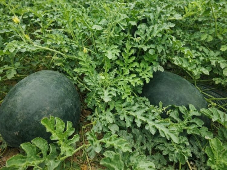 Watermelon farming field in India with ripe fruits ready for harvest