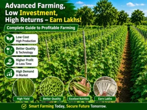Advanced beans farming field with high yield and low-cost cultivation