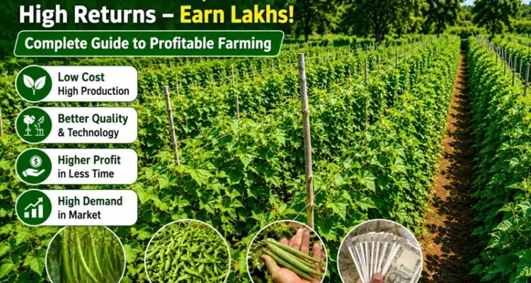 Advanced beans farming field with high yield and low-cost cultivation
