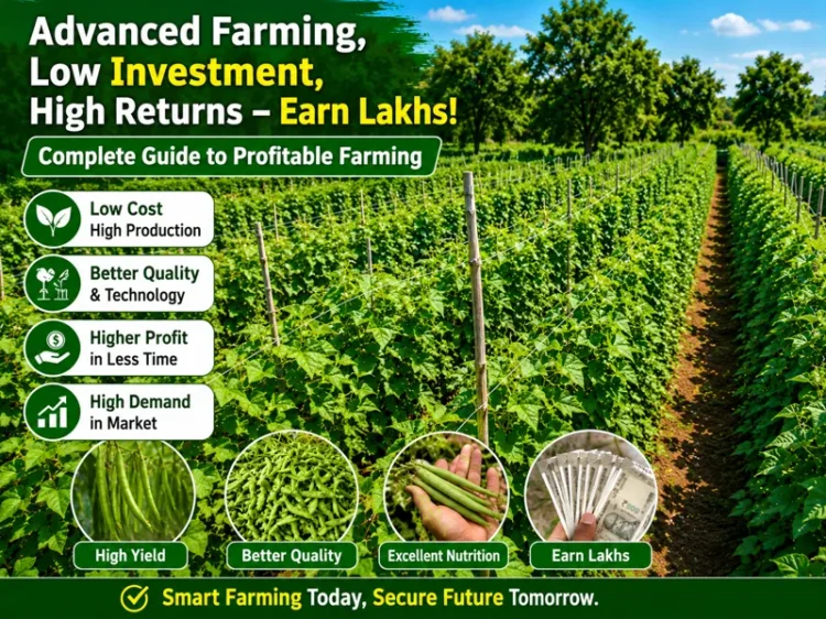 Advanced beans farming field with high yield and low-cost cultivation