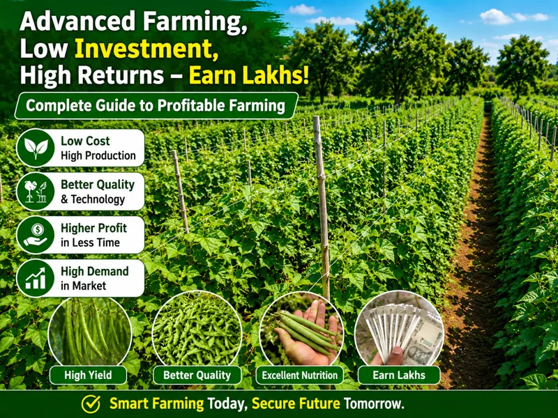 Advanced beans farming field with high yield and low-cost cultivation