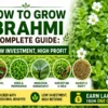 Bacopa Monnieri farming guide for low cost and high profit