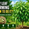 Bay leaf farming field with healthy plants and high profit farming