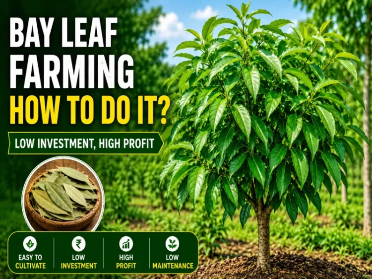 Bay leaf farming field with healthy plants and high profit farming