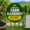 Blackberry farming in India with low cost and high profit