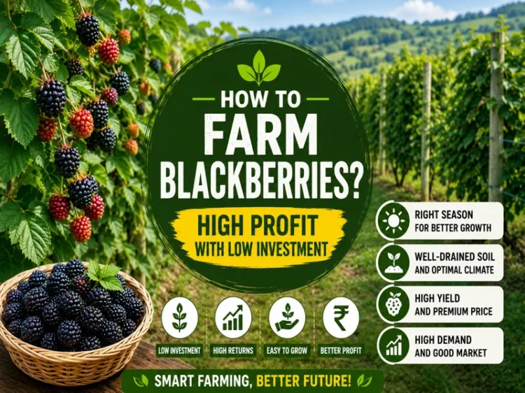 Blackberry farming in India with low cost and high profit