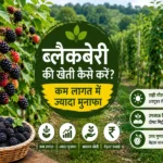 Blackberry ki kheti karte hue khet me lage blackberry plants