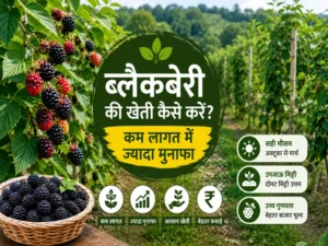 Blackberry ki kheti karte hue khet me lage blackberry plants