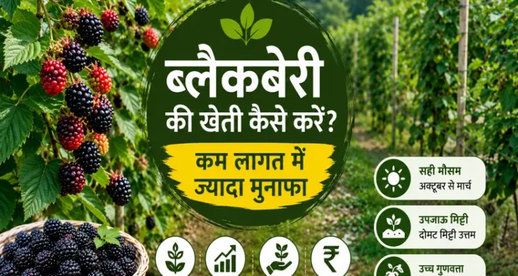 Blackberry ki kheti karte hue khet me lage blackberry plants